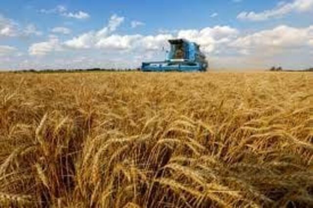 Seca e calor dão a Portugal a pior campanha de sempre nos cereais em 2022