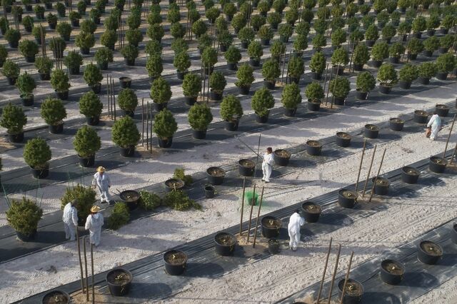 Canábis “made in Portugal” atrai mais de 100 empresas