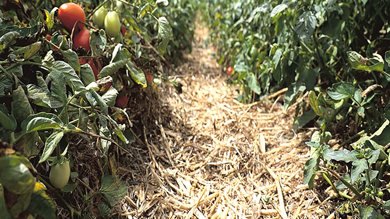 Os resíduos vegetais protegem e alimentam o solo. No Ribatejo está a nascer uma nova forma de produzir tomate através da Agricultura Regenerativa.