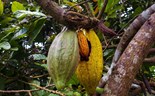 Cacau caro amarga preço do chocolate no Natal