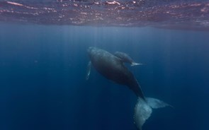 Portugal afasta-se do objetivo de proteger vida marinha