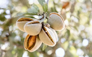 Produção de amêndoa deve atingir valor mais elevado de sempre