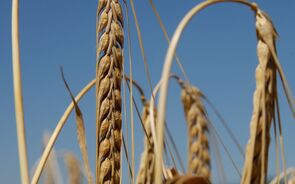 trigo, cereais, agricultura, campos agrícolas