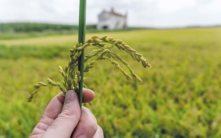 Produção nacional que respeita o ambiente