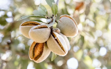 Produção de amêndoa deve atingir valor mais elevado de sempre