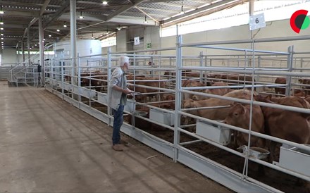 Seca: Criadores do Baixo Alentejo sem comida para gado bovino desfazem-se dos animais