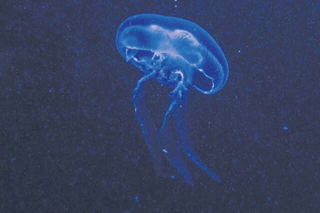 Mineração do mar profundo é a nova caixa de Pandora