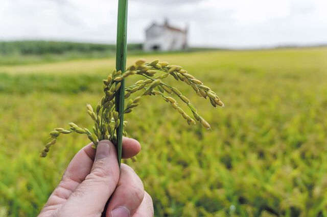 Produção nacional que respeita o ambiente
