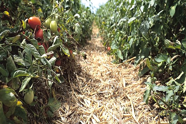Conseguiremos alimentar-nos sem destruir o planeta?