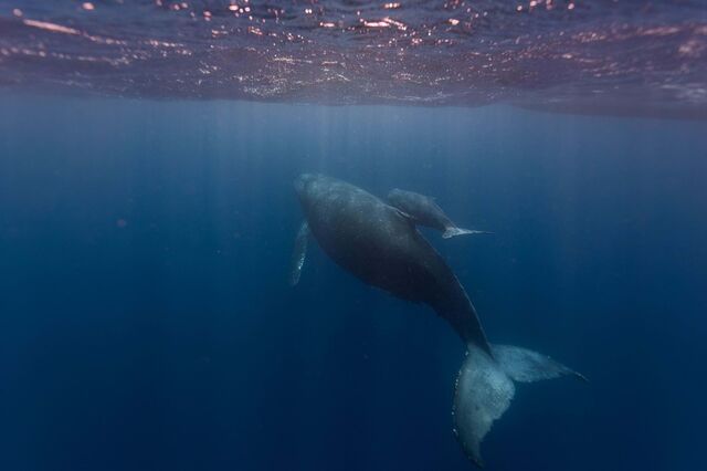 Portugal afasta-se do objetivo de proteger vida marinha