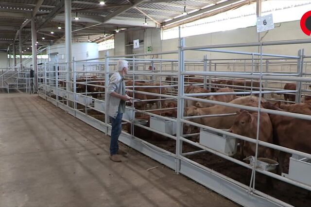 Seca: Criadores do Baixo Alentejo sem comida para gado bovino desfazem-se dos animais