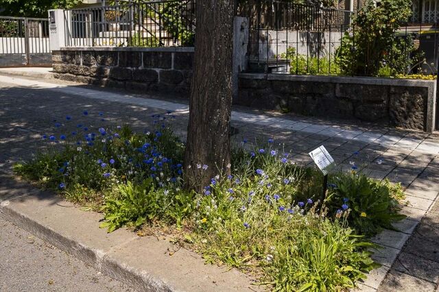 Porto lança projeto-piloto para potenciar biodiversidade na cidade