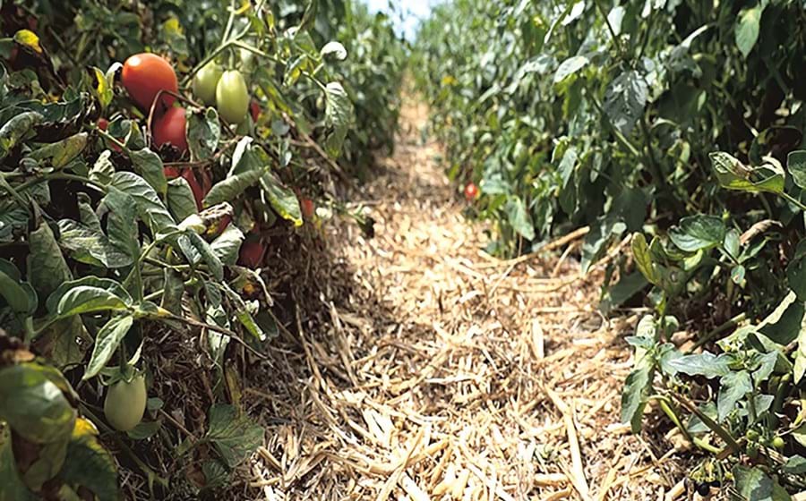 Os resíduos vegetais protegem e alimentam o solo. No Ribatejo está a nascer uma nova forma de produzir tomate através da Agricultura Regenerativa.
