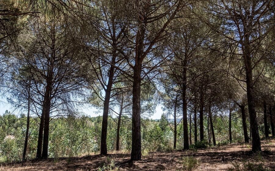 floresta
