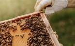 Dia Mundial da Abelha: Apicultores esperam um 'ano bom' na produção de mel
