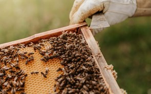 Apicultores do Alentejo estimam quedas de 90% na produção de mel e lamentam falta de apoio