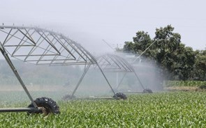 Na Quinta da Cholda produz-se mais com menos água com ajuda da tecnologia