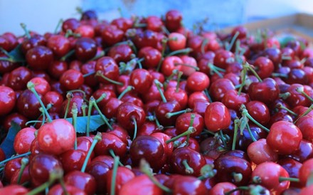 Produção de cerejas regista quebra de 50%