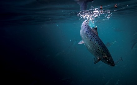Jerónimo Martins investe 32,8 milhões em salmão na Noruega