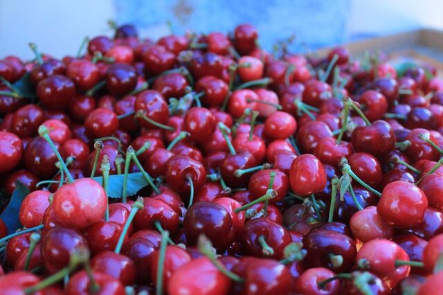 Produção de cerejas regista quebra de 50%