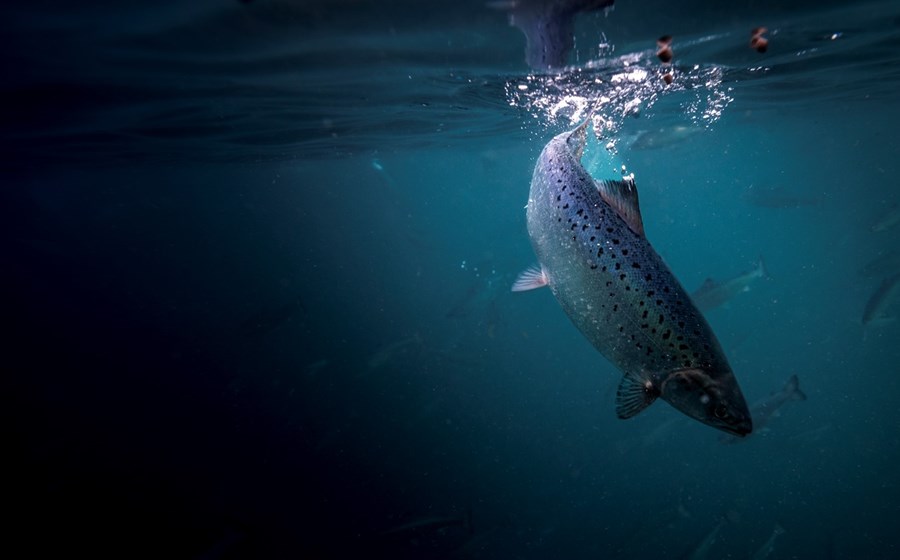 No espaço de um ano, a Jerónimo Martins investiu quase 50 milhões de euros na Andfjord Salmon.