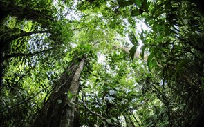 Governo tem 1,5 milhões para criação de novos ecopontos florestais 