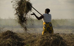 Angola e Banco Mundial assinam acordo para implementação do seguro agrícola no país