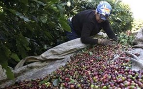 Brasil prevê terceira maior colheita de café da história para 2023