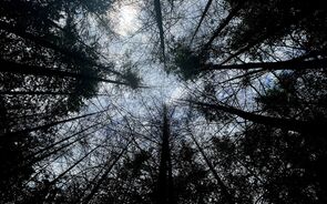 floresta