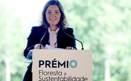 Setor florestal “tem tudo” para receber investimento e inovação