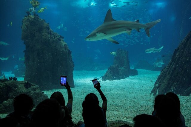 Preservar a biodiversidade