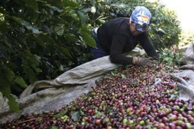 UE financia com 8,8 milhões projeto para cultura do café em Angola
