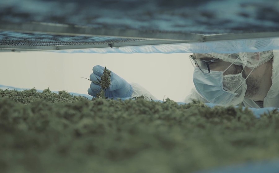 A Curaleaf pretende reforçar a capacidade de processar a canábis que cultiva em Alcochete.