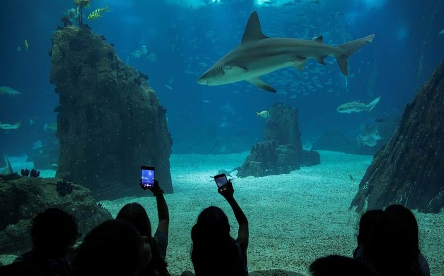 O Oceanário de Lisboa nasceu em 1998, à boleia da Expo.