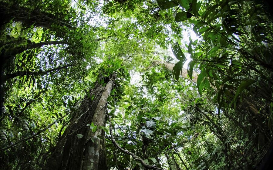 sustentabilidade, floresta, ambiente 