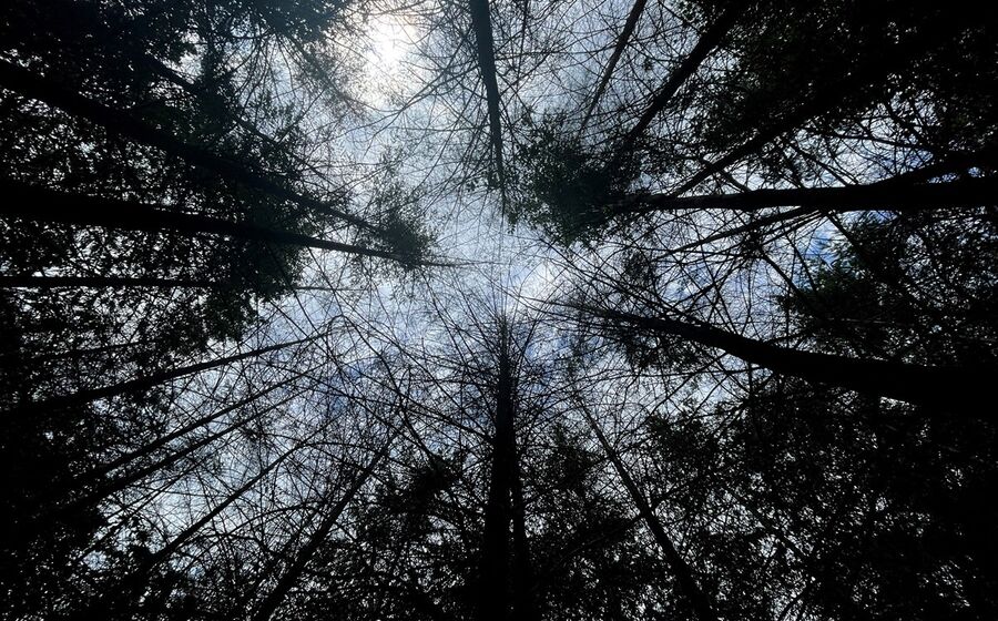 floresta