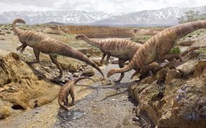 Dino Parque recebe fósseis do mais antigo dinossauro da Europa com 200 milhões de anos