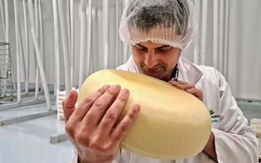 Mistério do queijo picaroto 