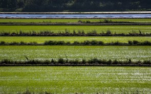 Portugal a salvo da subida acelerada do preço do arroz