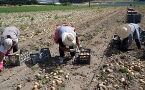 agricultura, batatas