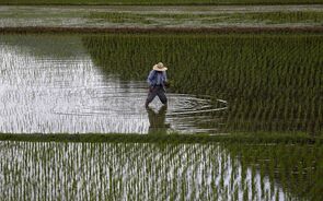 arrozal ásia arroz