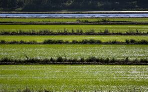 campo de arroz