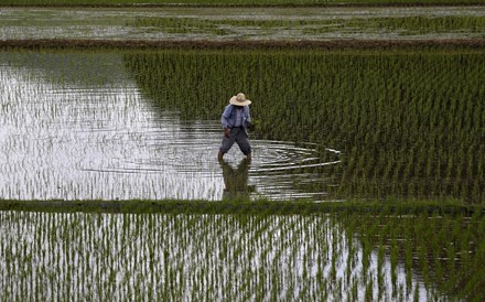 Arroz dispara para máximos da crise alimentar de 2008