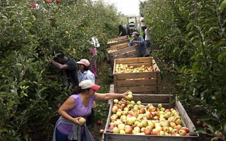 Maçã de Alcobaça com quebra de 10% na produção