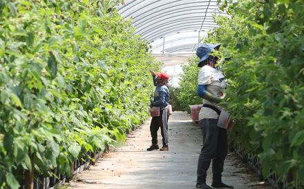 Mais de 70% da mão de obra estrangeira na agricultura vem de fora da Europa.