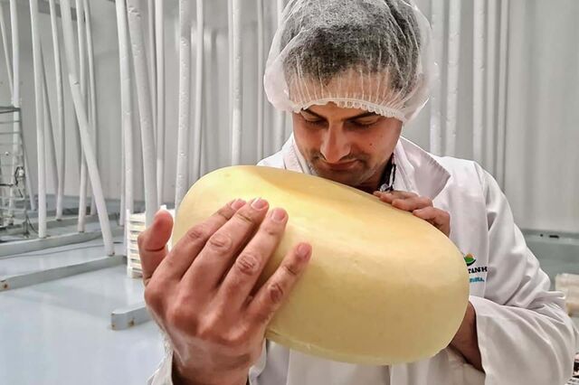 Mistério do queijo picaroto 