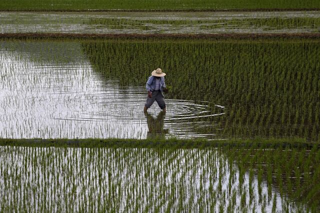 Arroz dispara para máximos da crise alimentar de 2008