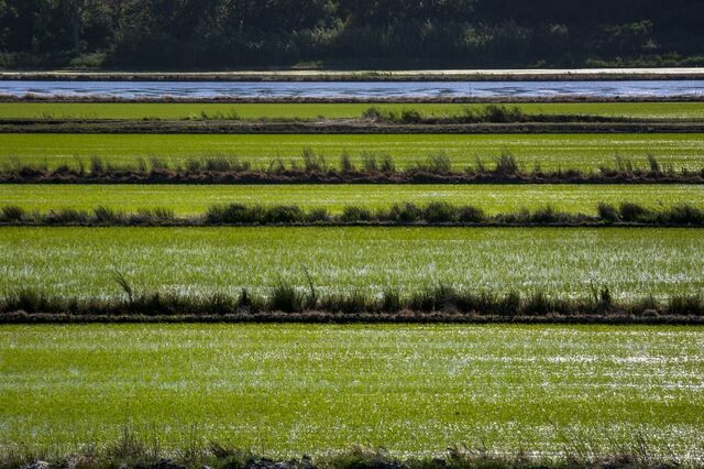 Portugal a salvo da subida acelerada do preço do arroz