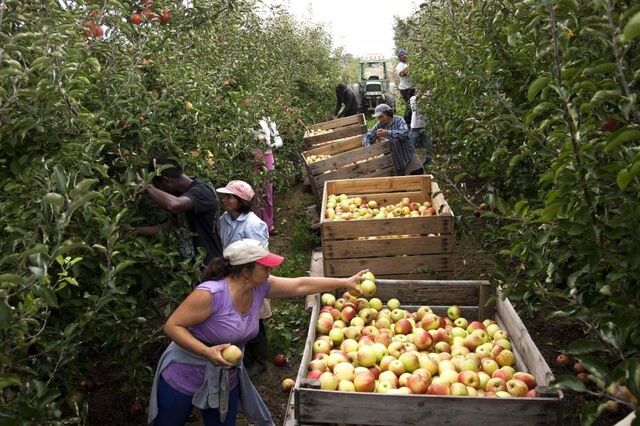 Maçã de Alcobaça com quebra de 10% na produção