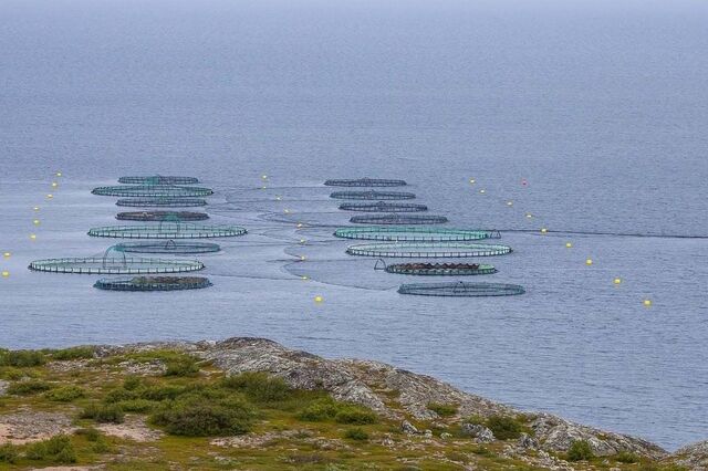 Alterações climáticas podem “alterar profundamente” produção de robalo e dourada em Portugal